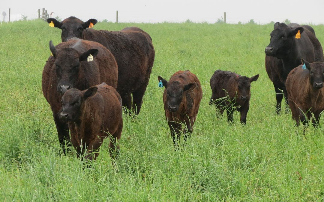 The Diverse Corn Belt Project: Working Toward Resilience in our Farms and Communities