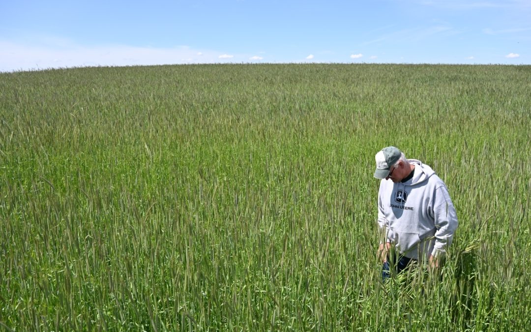 Diversification Stories: In Keota, Iowa, Multiple Uses for Modest Acreage